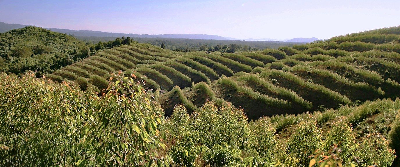 Rows of young eucalyptus planted along the contours of rolling hills